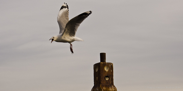 Gull Launch